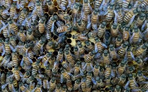 蜜蜂在陽台築巢 一輩子用得上的尺寸事典
